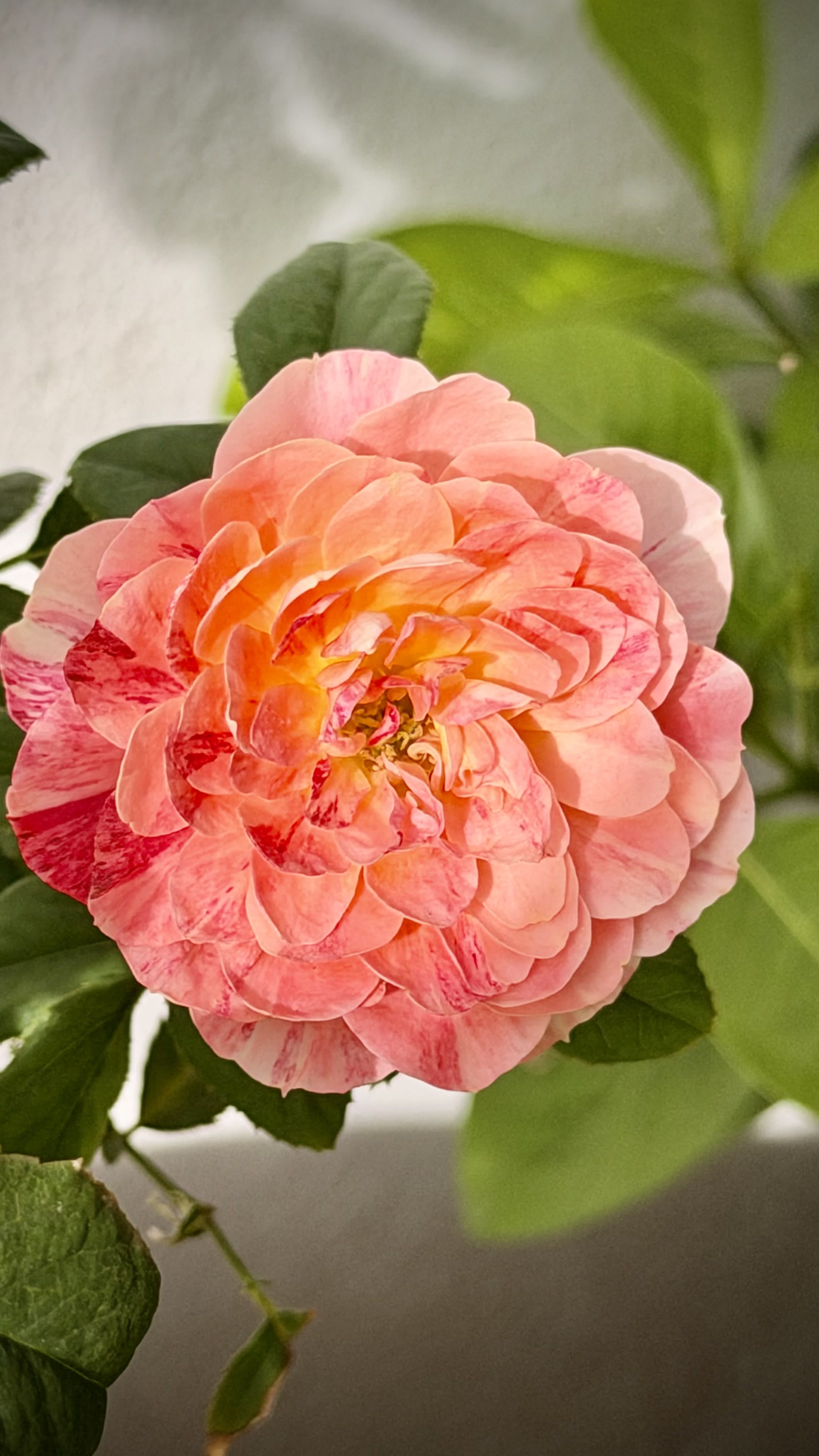A full rose bloom in shades of peach, coral, and pink