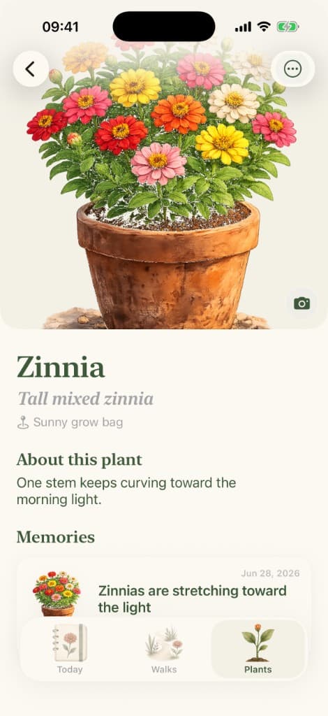 Zinnia plant detail with memories in Sow.